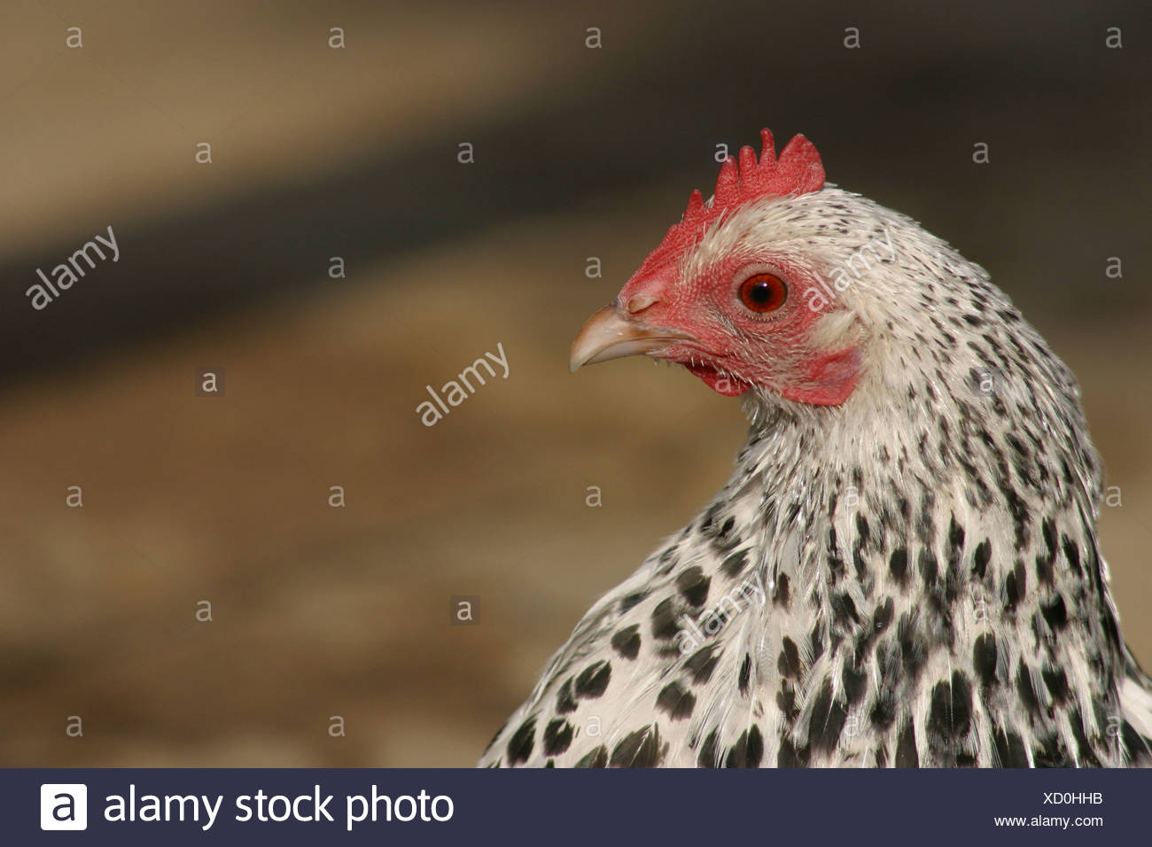White Chicken Black Spots High Resolution Stock Photography and Images