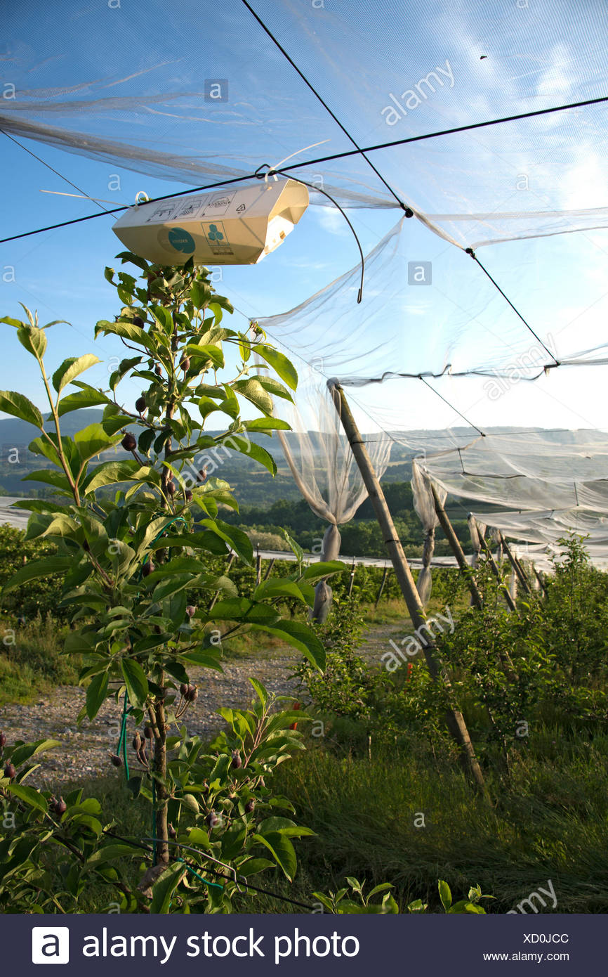 Insect Nets High Resolution Stock Photography and Images Alamy