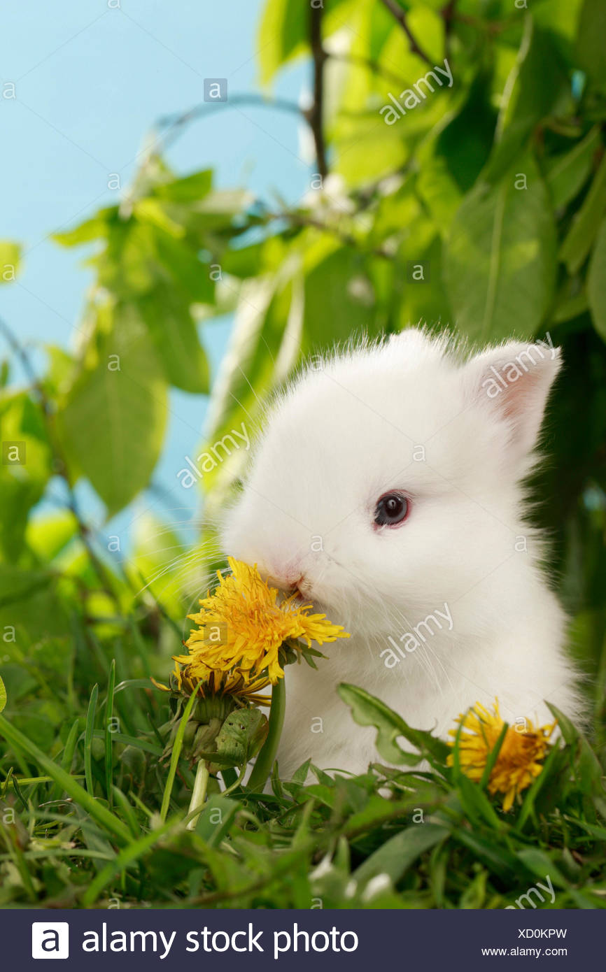 Netherland Dwarf Rabbit White Young Eating Dandelion Flower Germany Stock Photo Alamy
