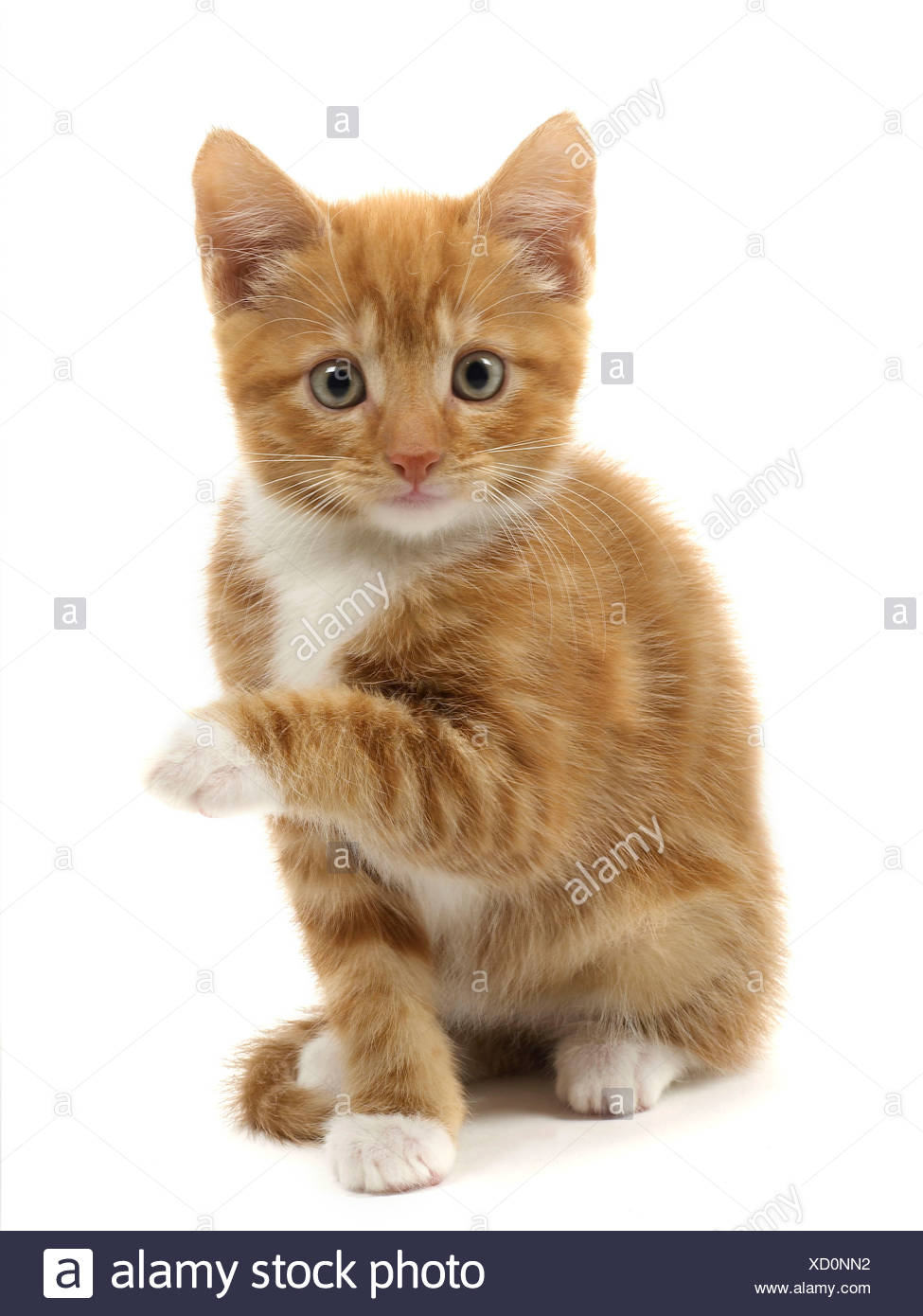Ginger Kitten Stock Photos & Ginger Kitten Stock Images Alamy