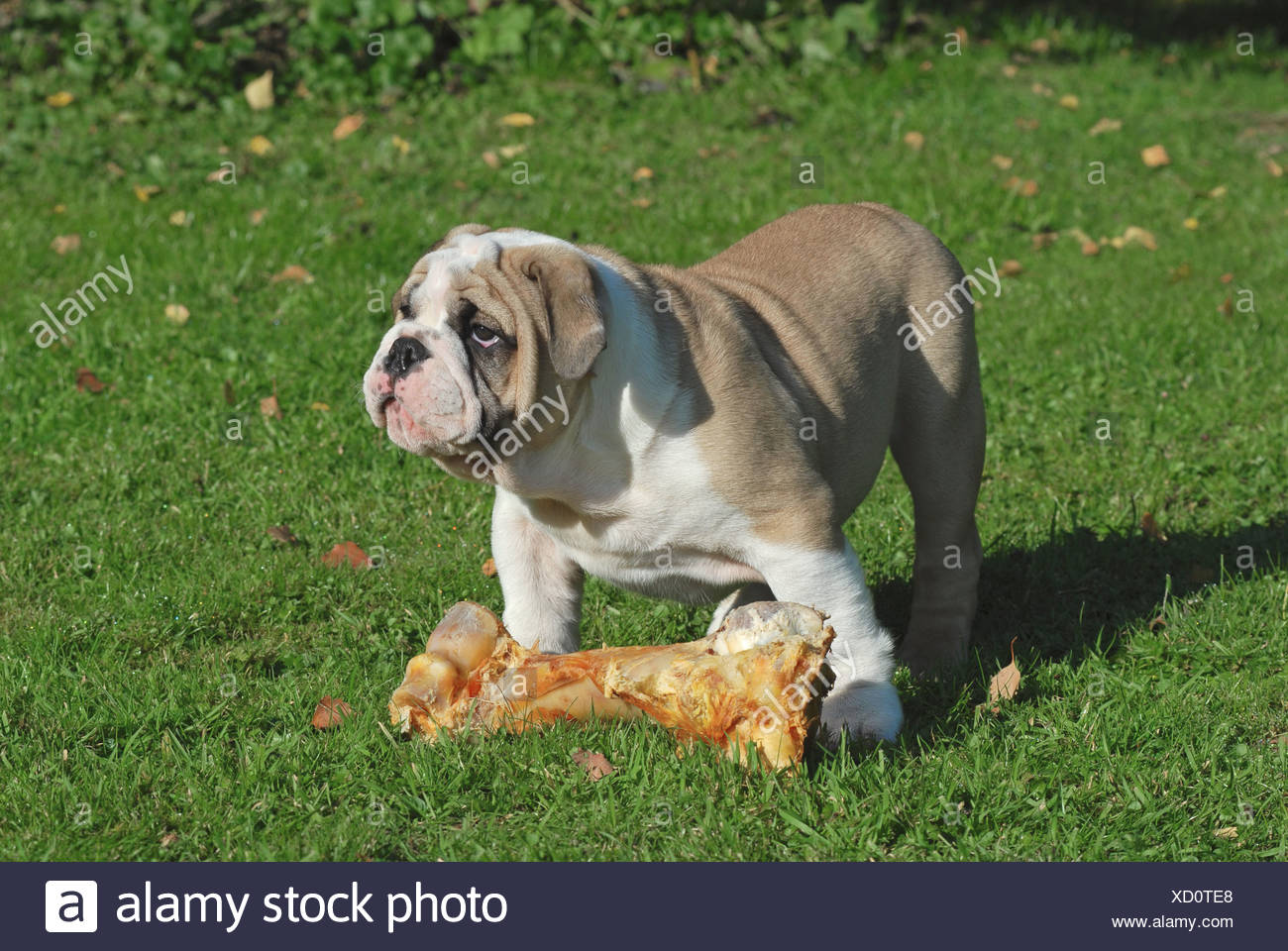 bulldog bone
