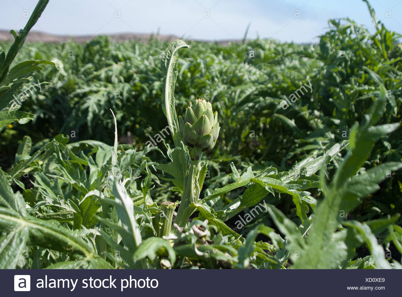 Artichoke Field California High Resolution Stock Photography and Images