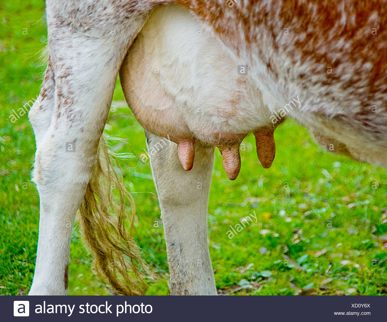 Animal Teats High Resolution Stock Photography And Images Alamy
