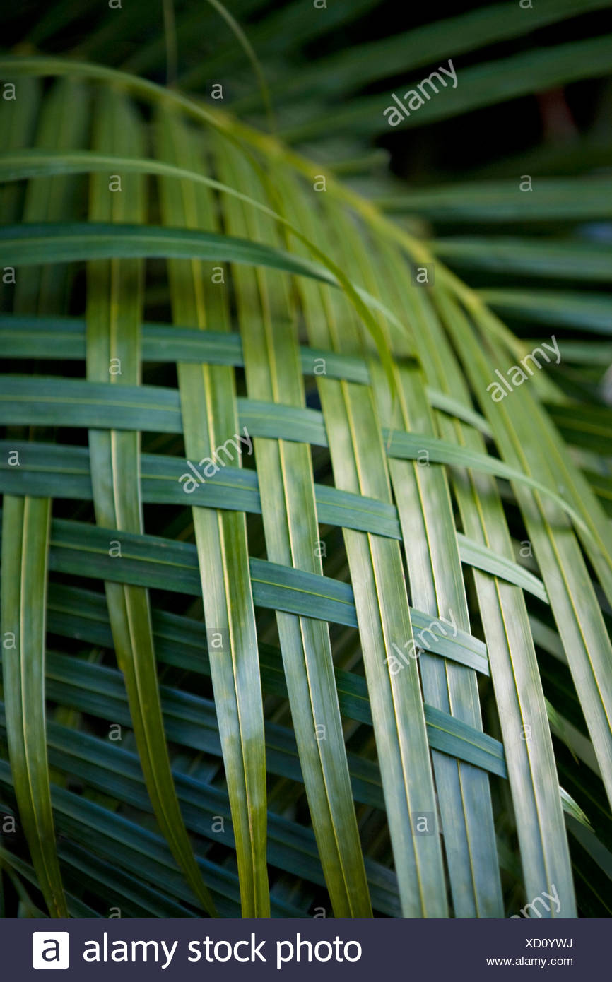 Woven Palm Leaves High Resolution Stock Photography and Images Alamy