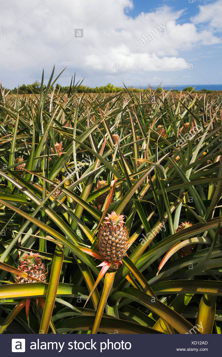 Pineapple Farm Maui Maui Hawaii Stock Photos & Pineapple Farm Maui Maui