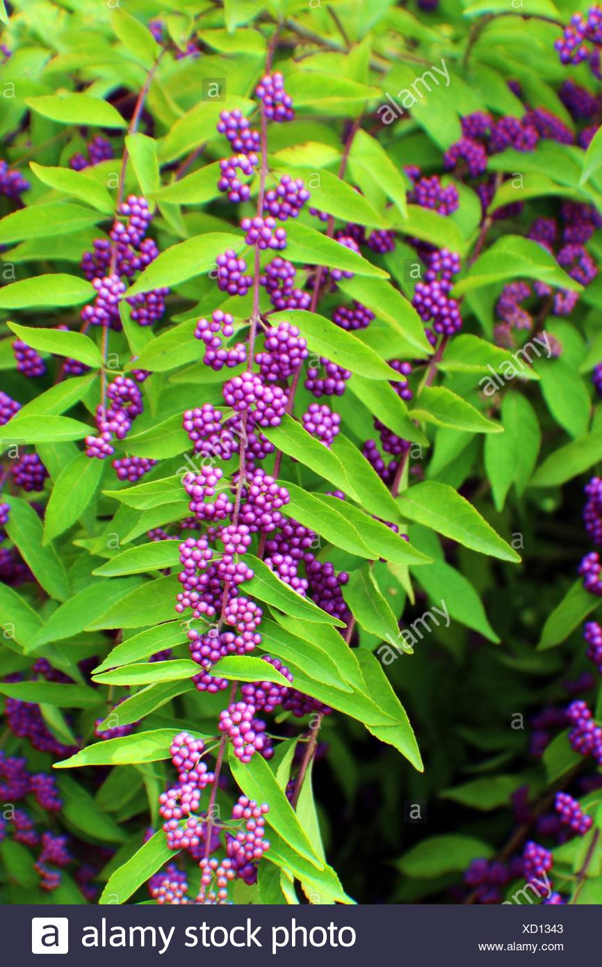 Garden Shrub With Purple Berries High Resolution Stock Photography and