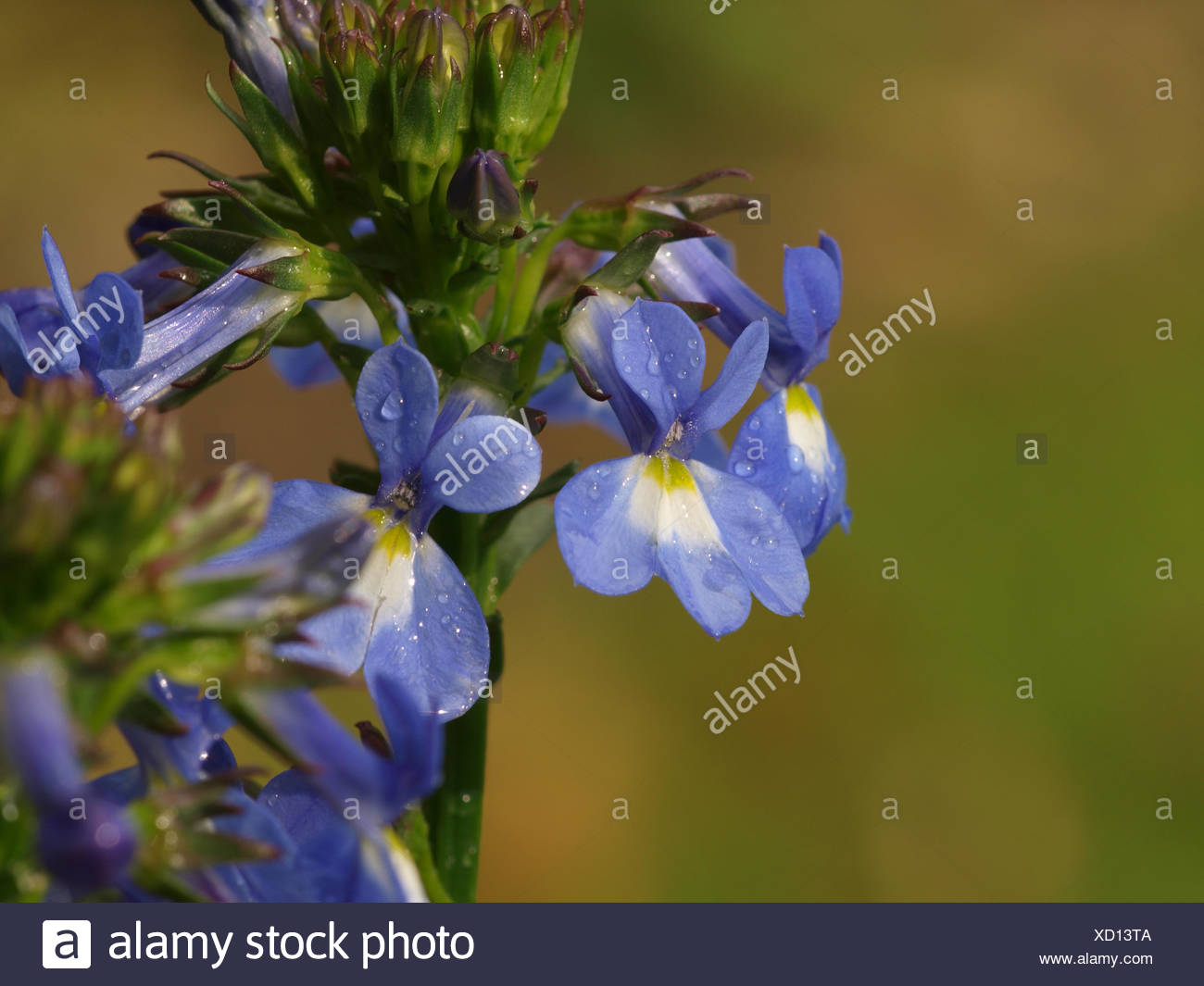 White Lobelia High Resolution Stock Photography and Images - Alamy