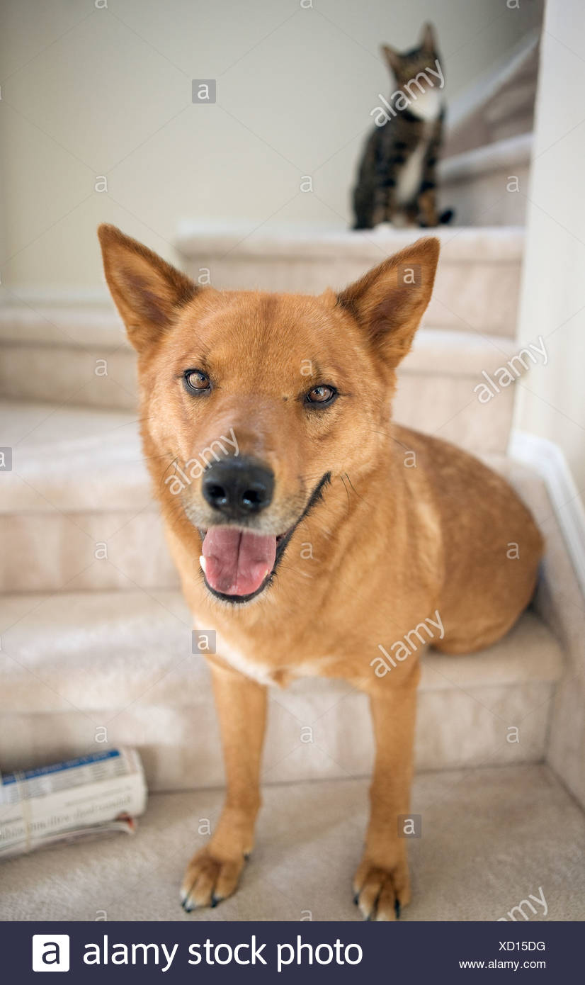 Mixed Breed Dog With Mixed Breed Cat In Background Of Home Stock Photo Alamy