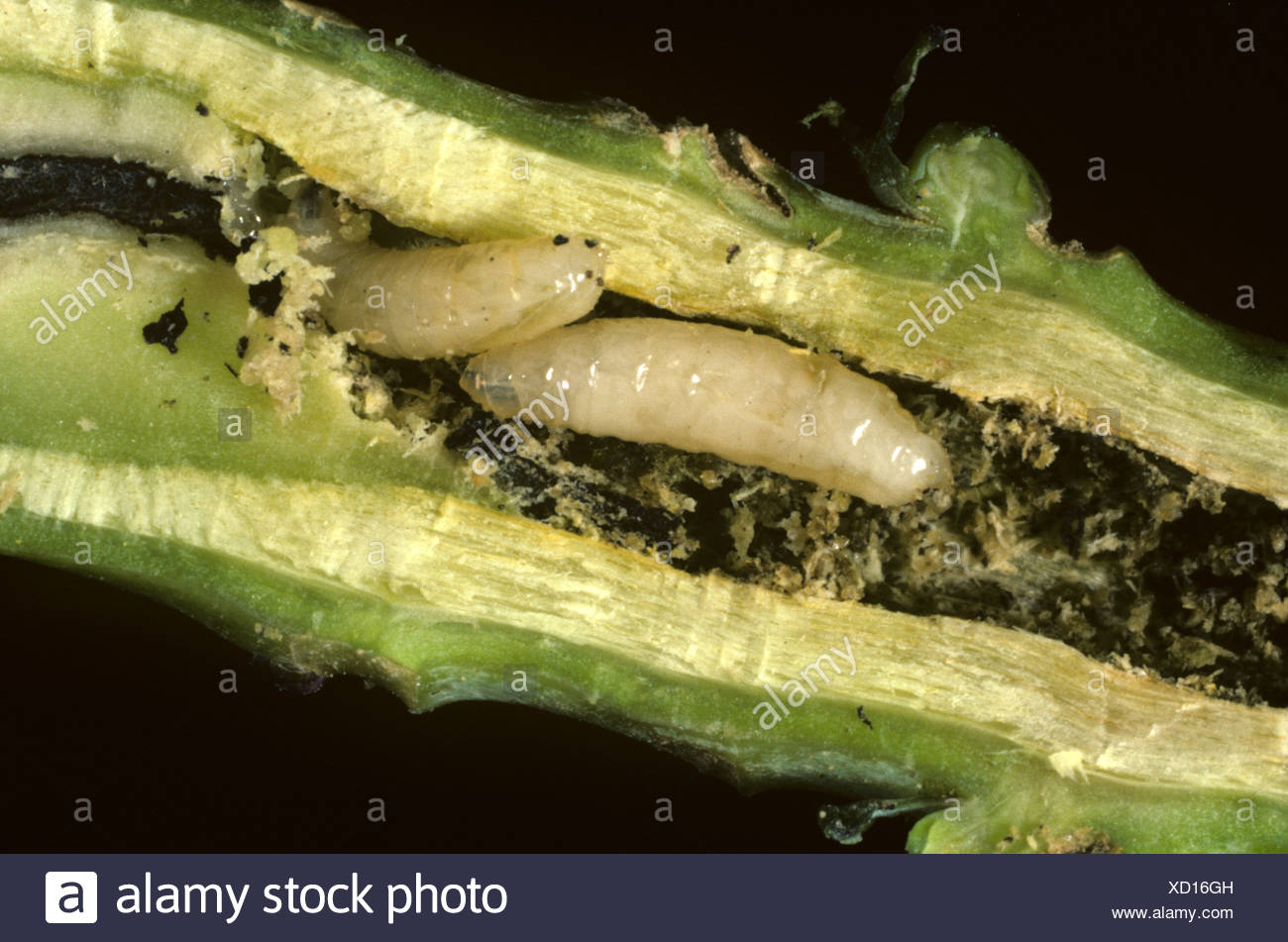 Cabbage Root Fly High Resolution Stock Photography and Images Alamy