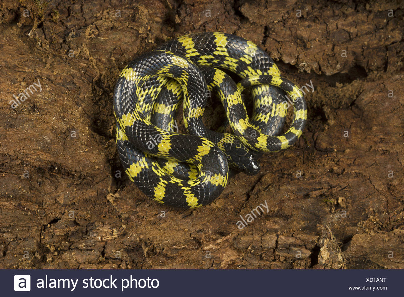 Kerala Poisonous Snake Stock Photos & Kerala Poisonous Snake Stock