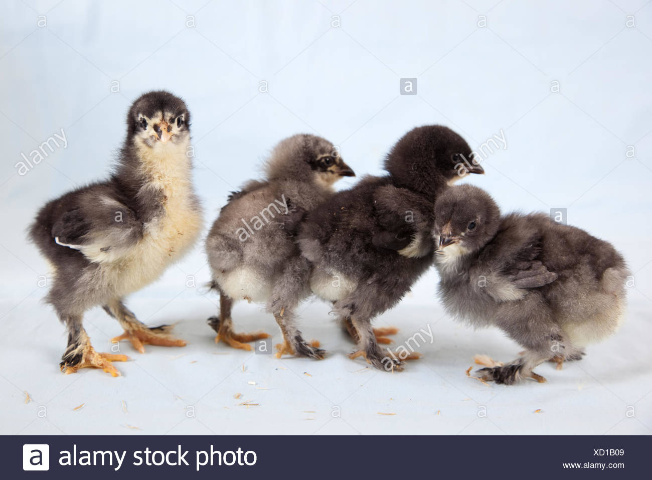 Cute Baby Chicks Stock Photo 283387001 Alamy