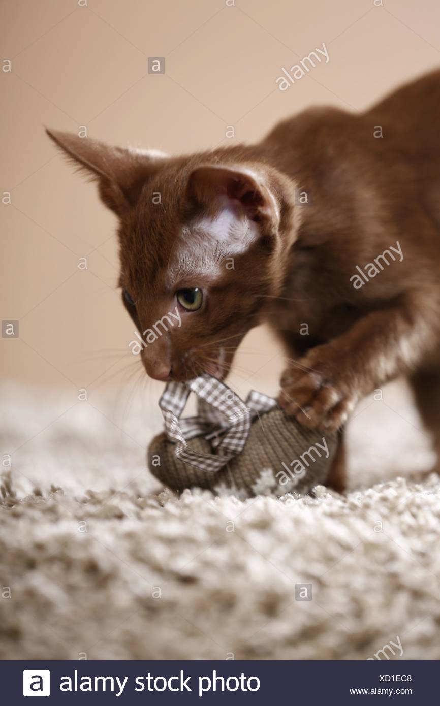 Oriental Shorthair Kitten Stock Photo 283389688 Alamy