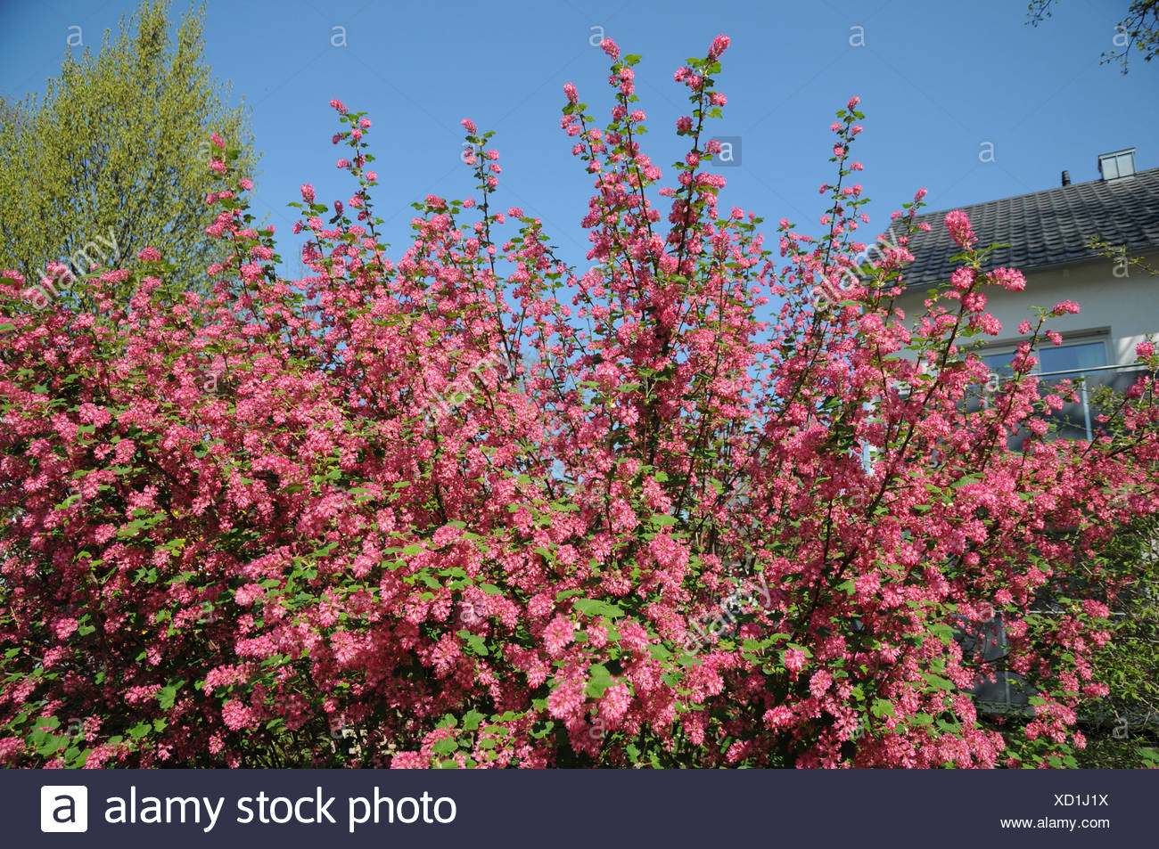 Life Between The Flowers Ribes Red Flowering Ribes Aureum