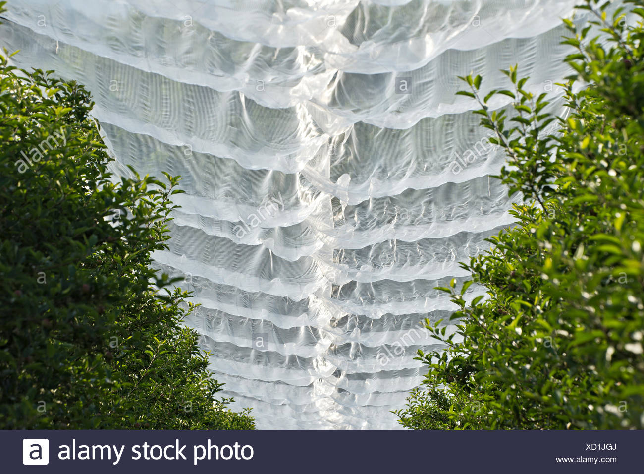 Insect Nets High Resolution Stock Photography and Images Alamy