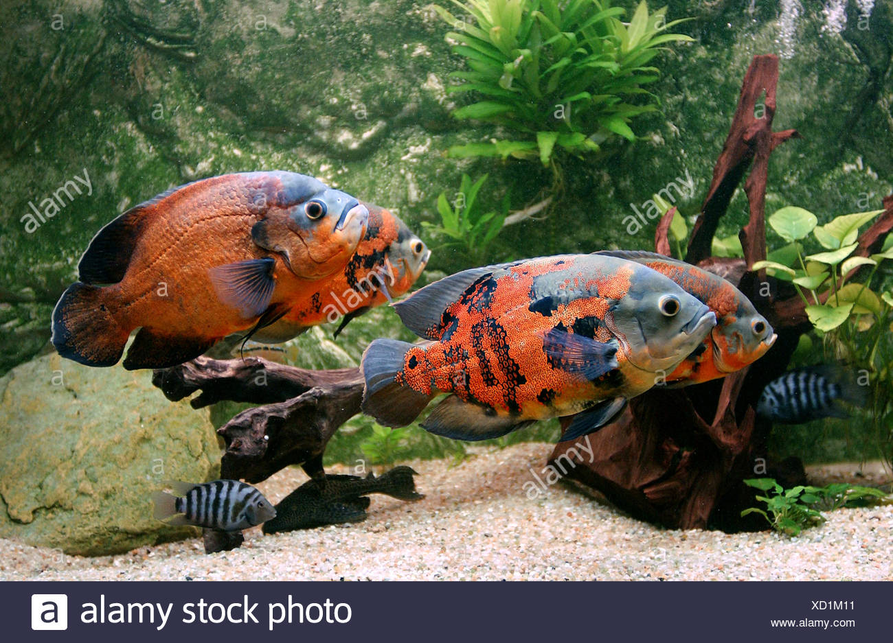 Are not adult oscar fish are Adult oscar fish