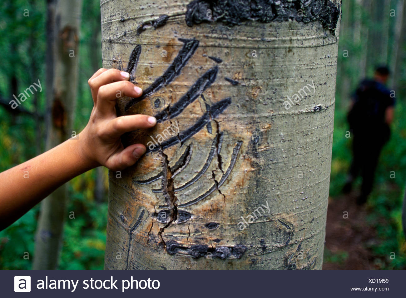 Bear Claw Marks On Tree Stock Photos & Bear Claw Marks On Tree Stock