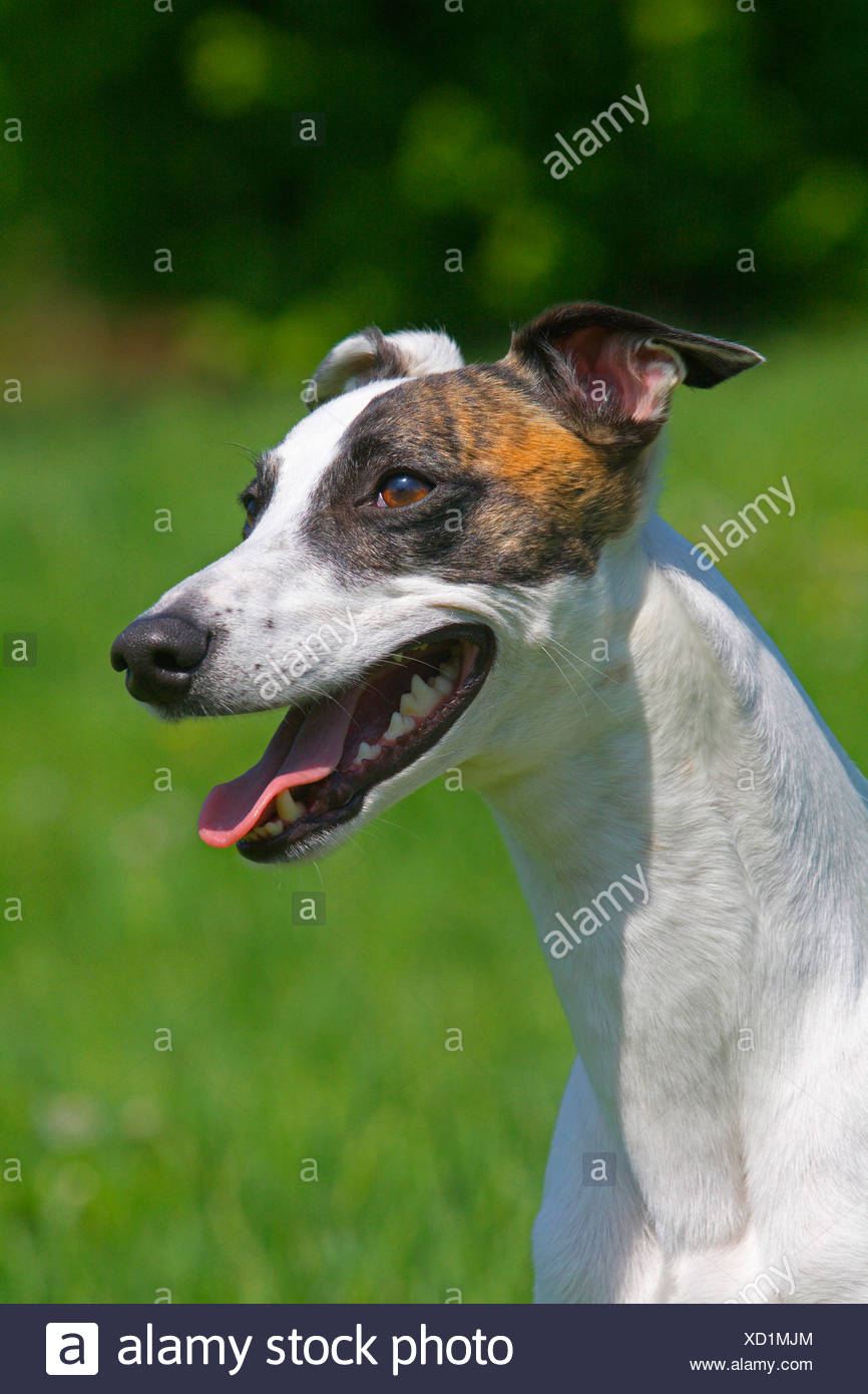 Whippet Canis Lupus F Familiaris Portrait Of A Short Haired