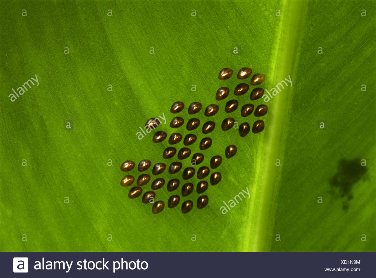 Page 2 Leaf Footed Bugs High Resolution Stock Photography And Images Alamy