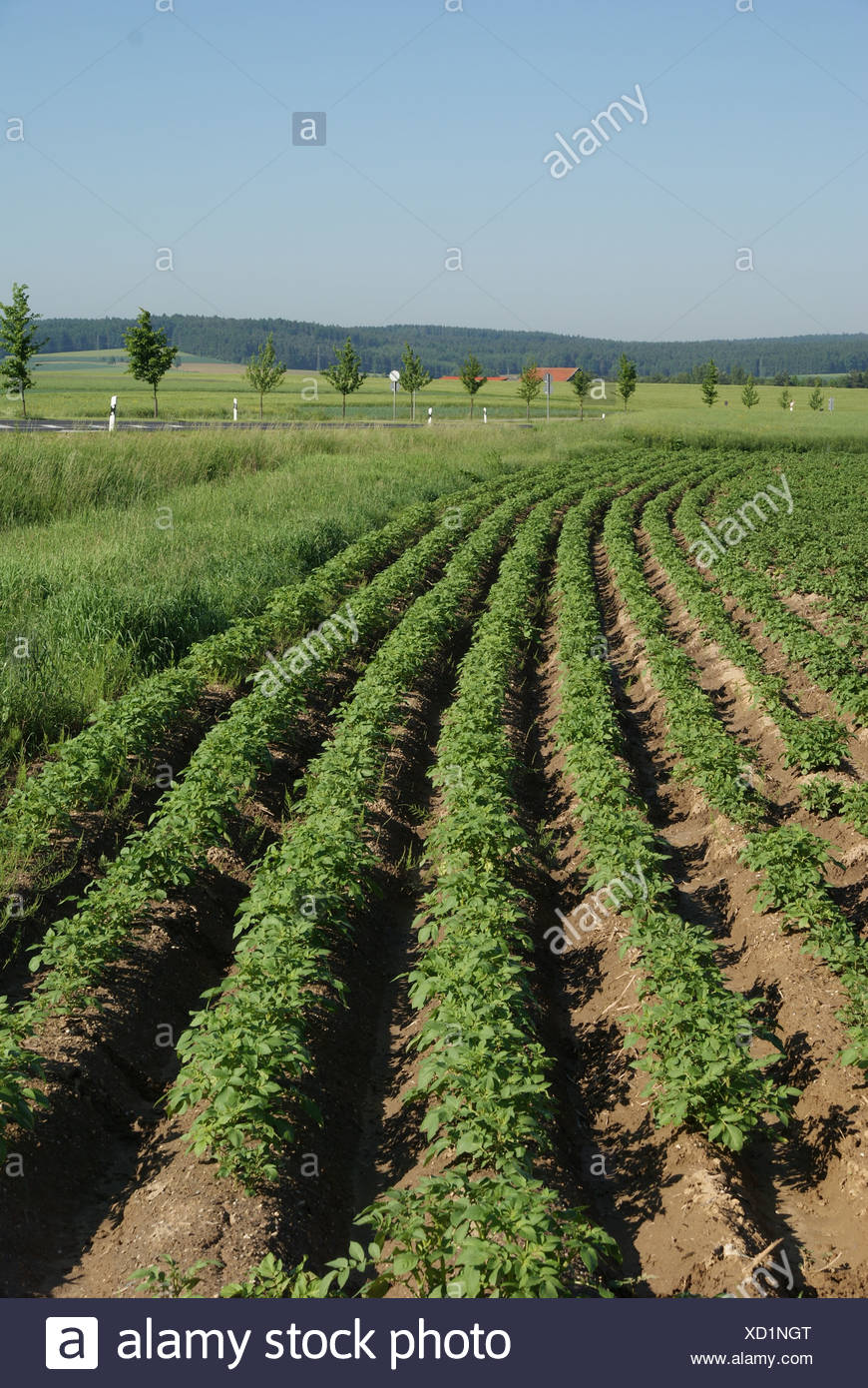 Kartoffeln Ernten Stock Photos Kartoffeln Ernten Stock Images