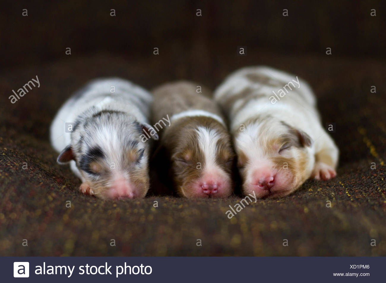 newborn aussie puppies