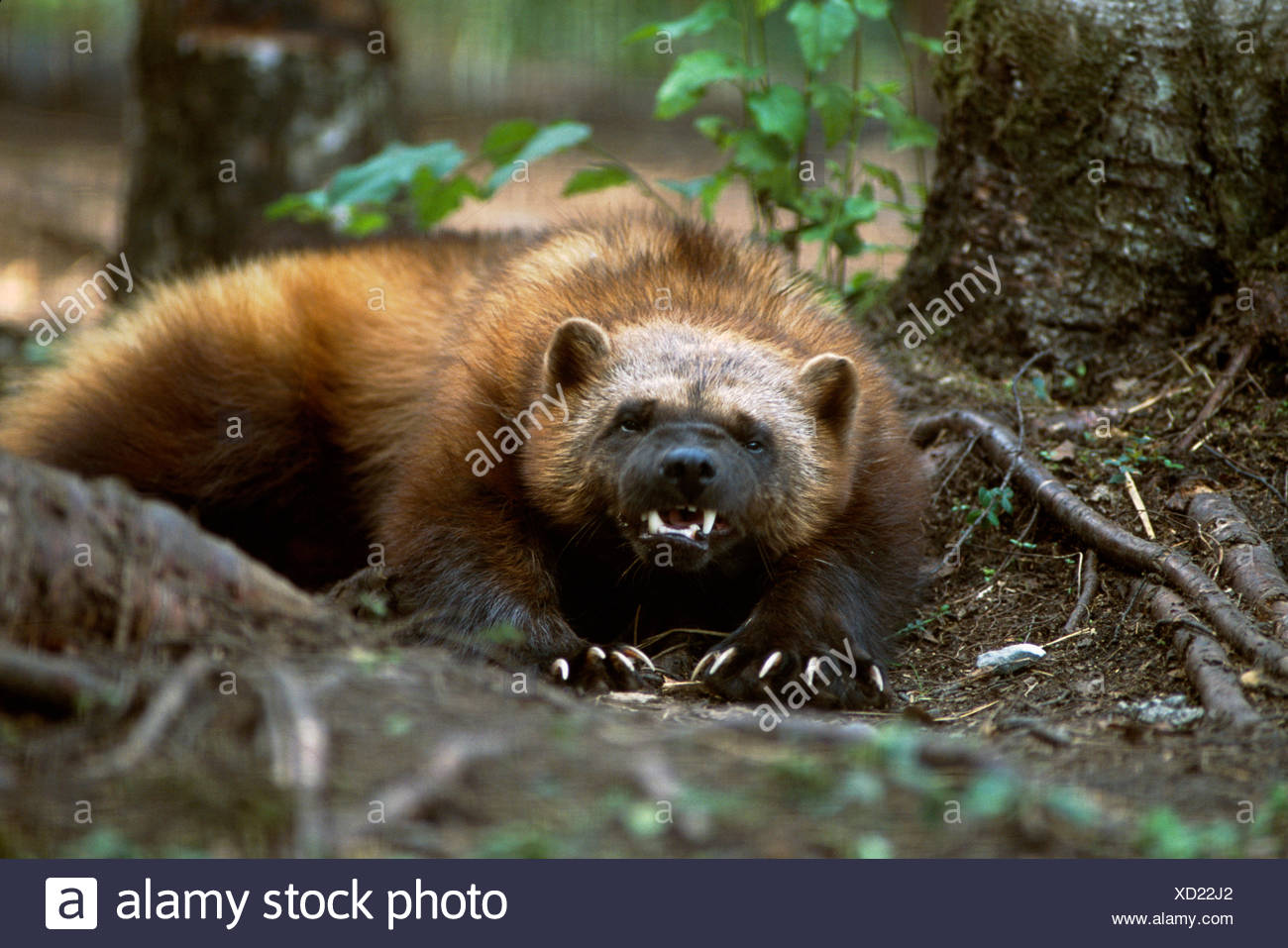 portrait-of-wolverine-captive-summer-can