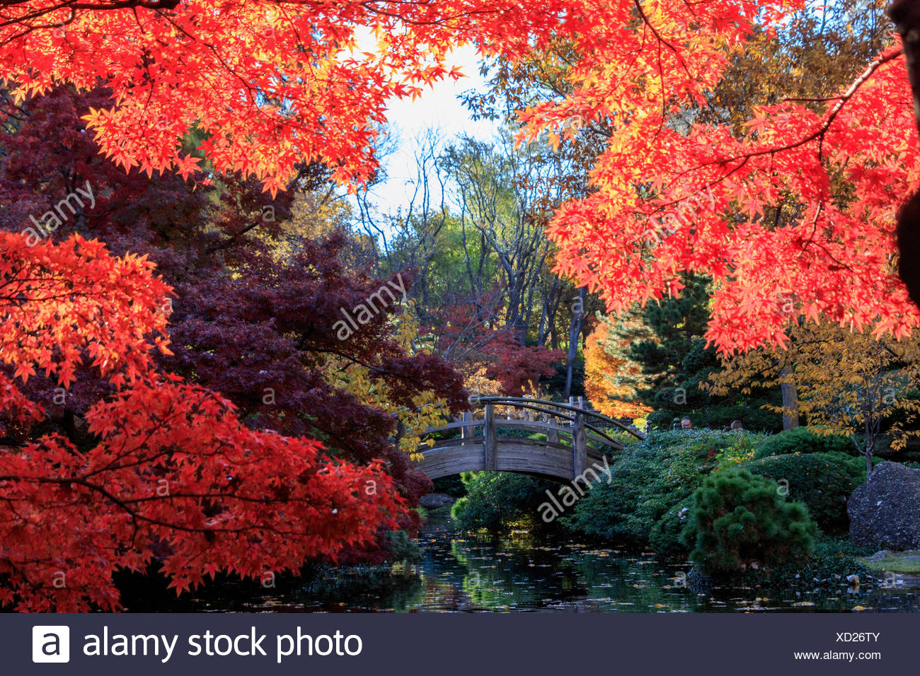 Autumn Fall Color Japanese Garden Maple Leaves Red Texas Tx