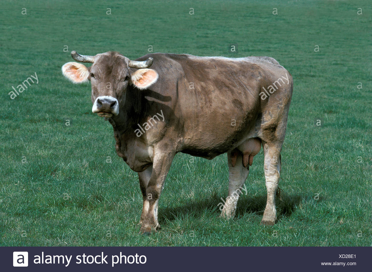 French Cattle Breed Stock Photos & French Cattle Breed Stock Images Alamy
