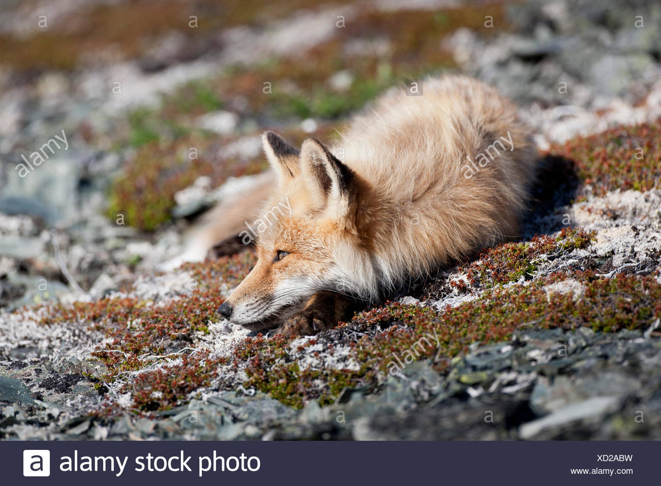 canada goose red fox canada goose red fox