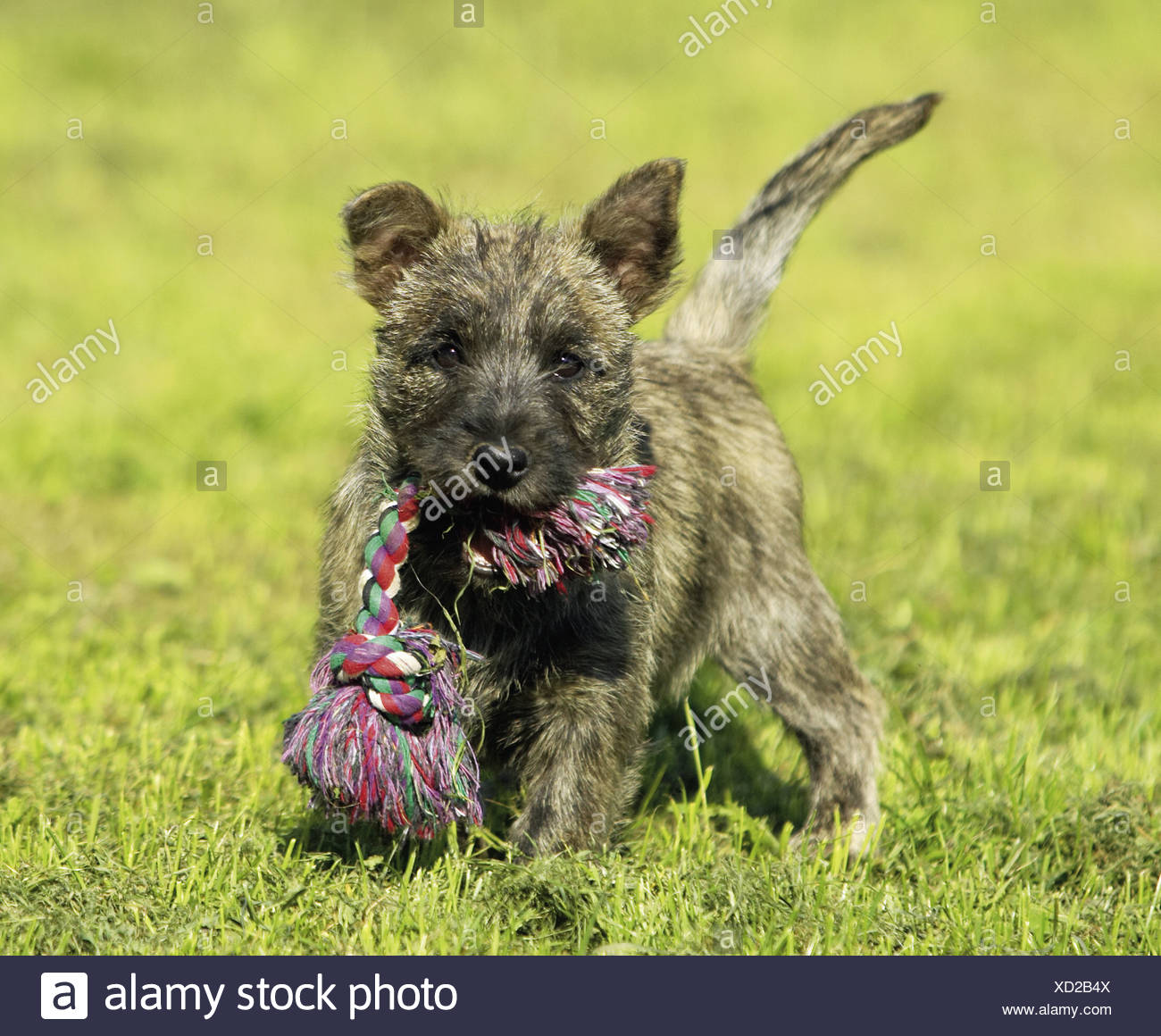 toy cairn terrier