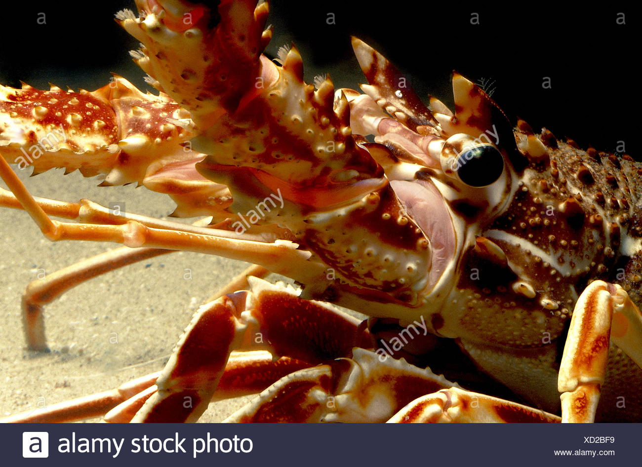 Spiny Lobster Eyes High Resolution Stock Photography and Images Alamy