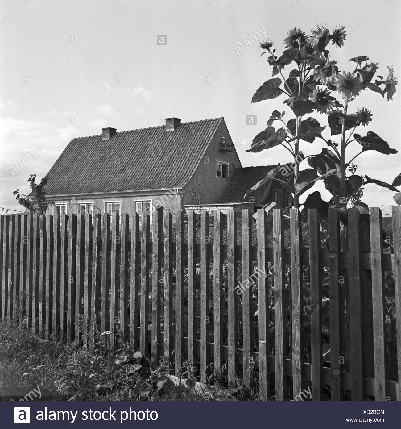 Haus Mit Sonnenblumen In Nikolaiken In Masuren In Ostpreussen