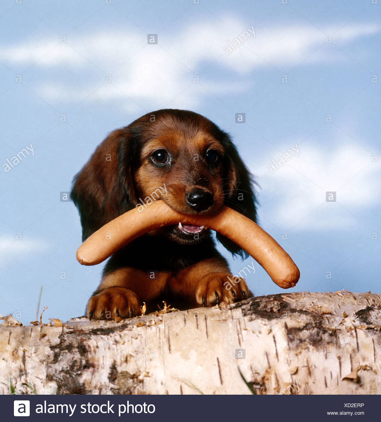 muzzles for miniature dachshunds