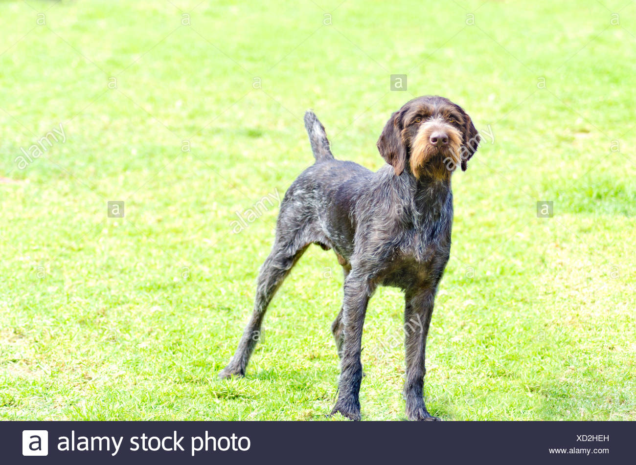 Wiry Haired Dog Stock Photos Wiry Haired Dog Stock Images Page