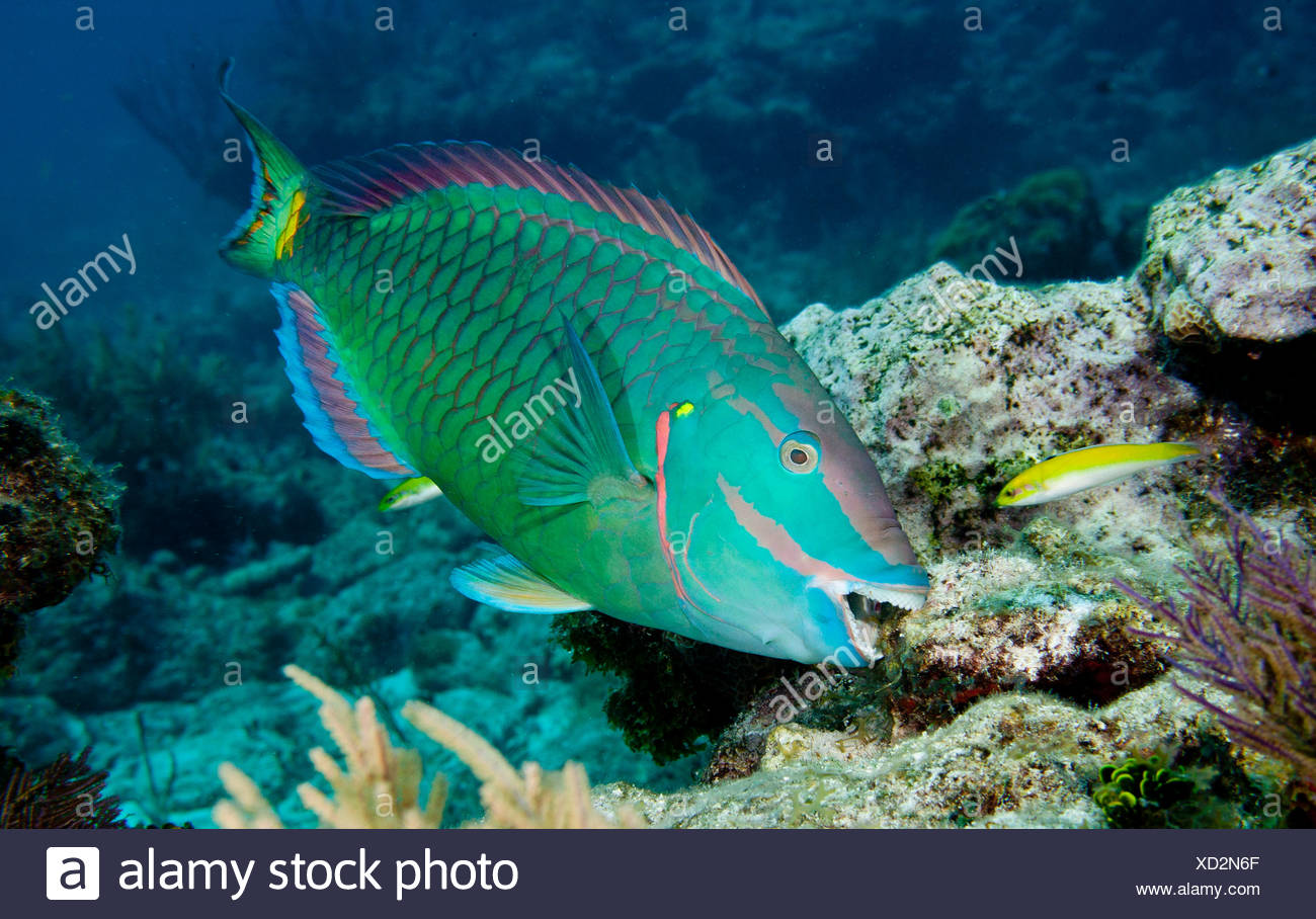 Parrotfish Eating High Resolution Stock Photography and Images Alamy