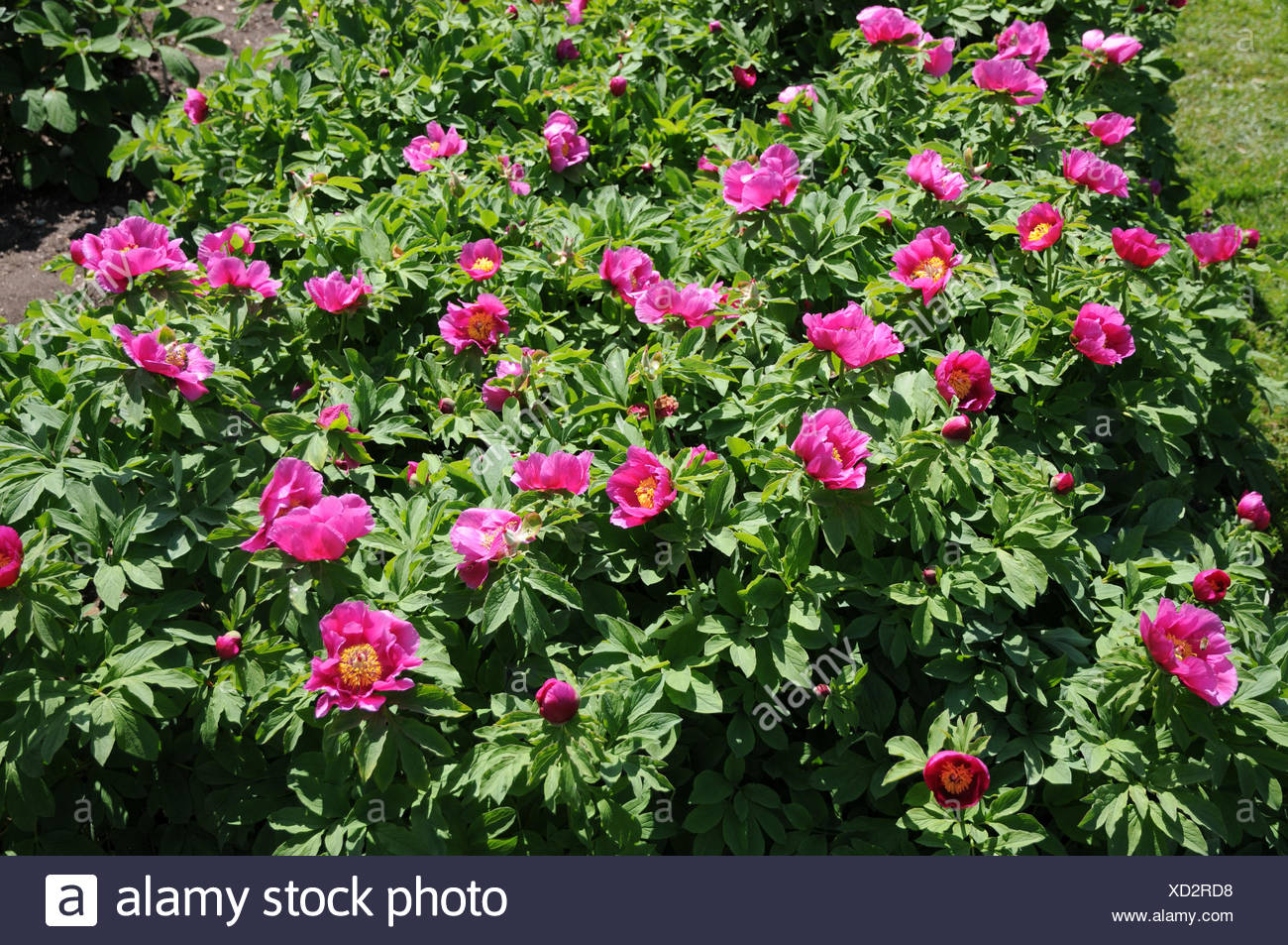 European peony Stock Photo