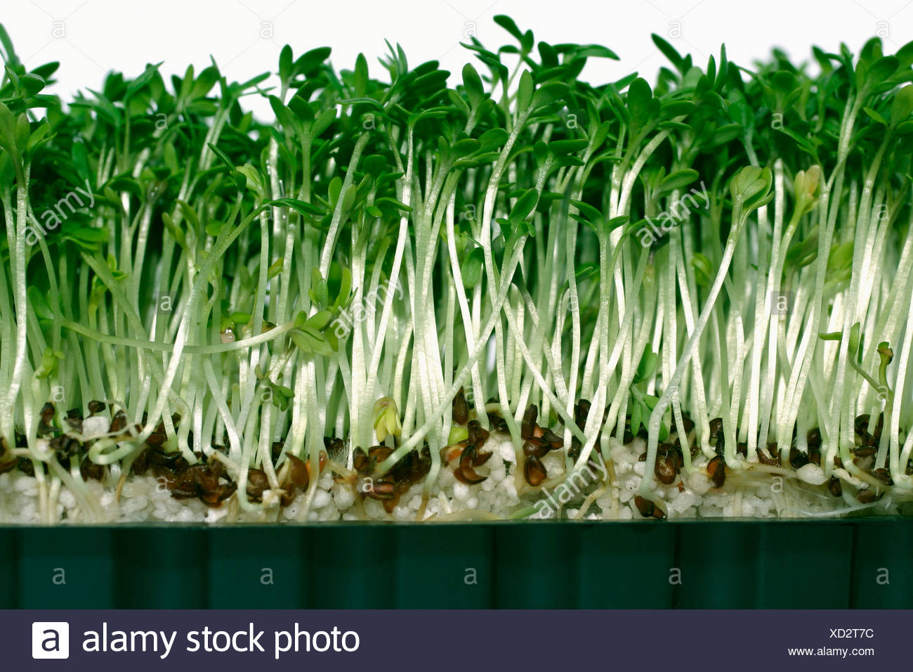 Watercress Lepidium villarsii close up Stock Photo