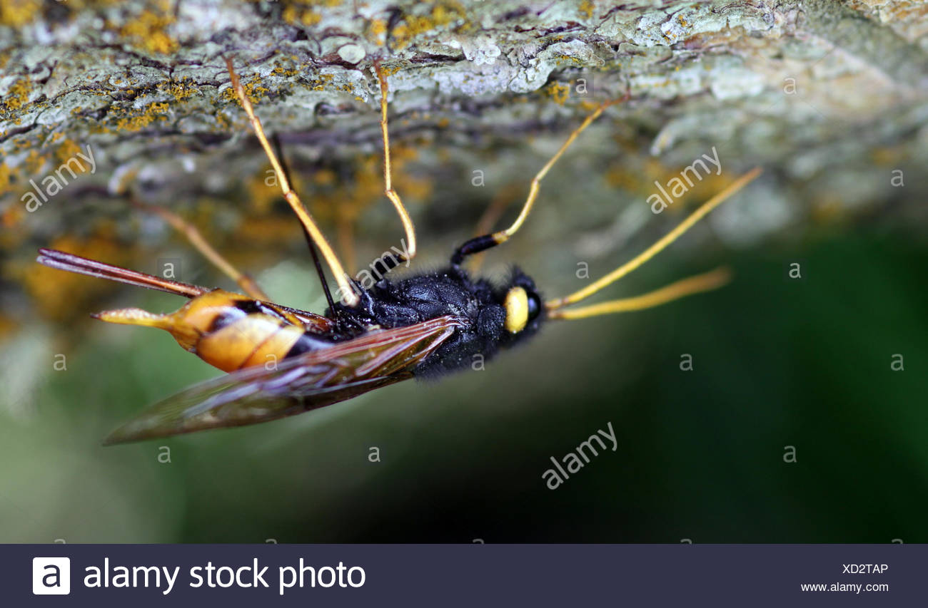 Wood Wasp High Resolution Stock Photography and Images Alamy