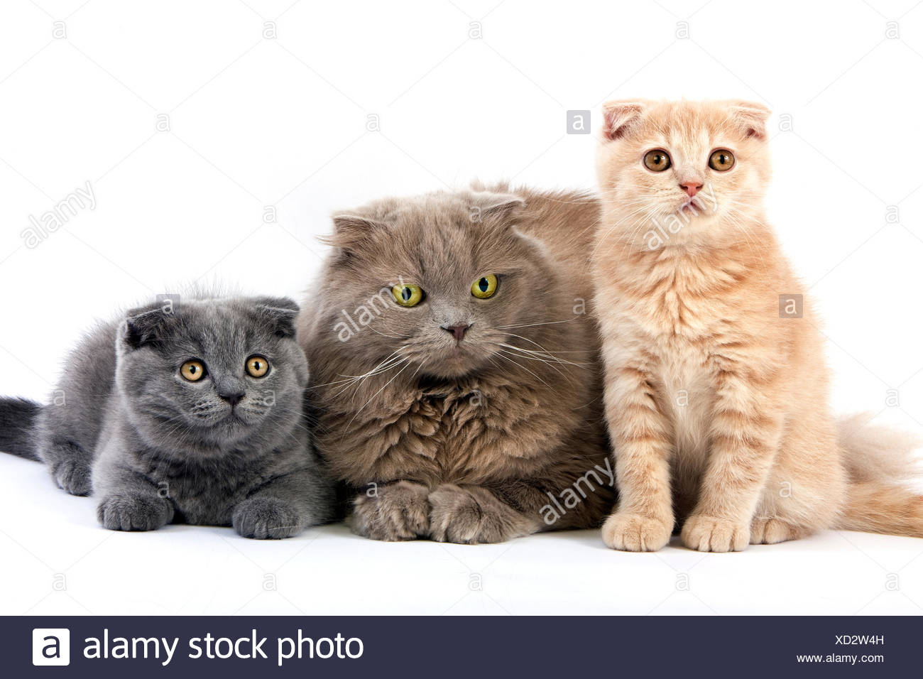 Lilac Self Highland Fold Female With Blue And Cream Scottish Fold
