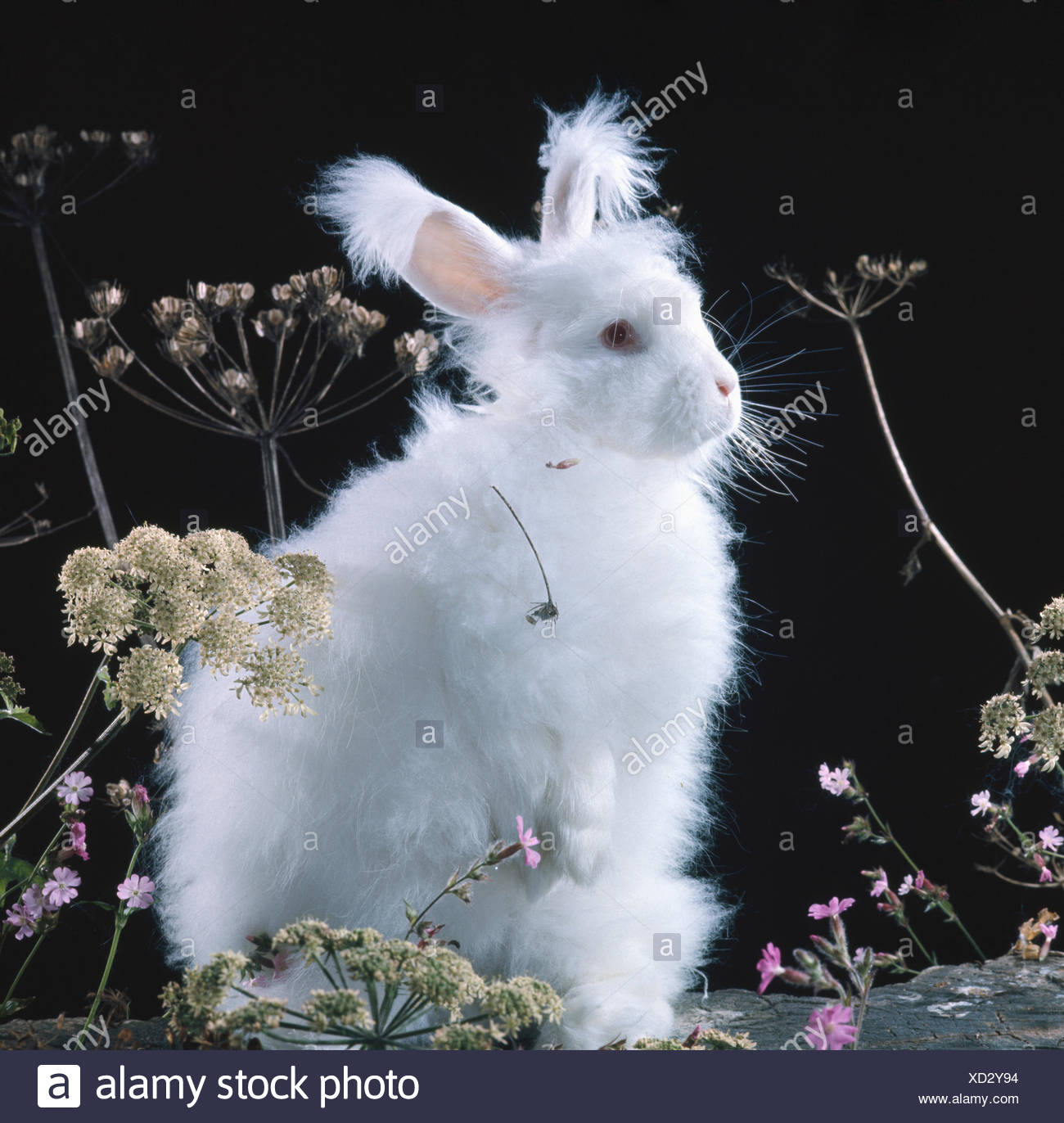 White Long Haired Angora Rabbit Amongst Plants Stock Photo