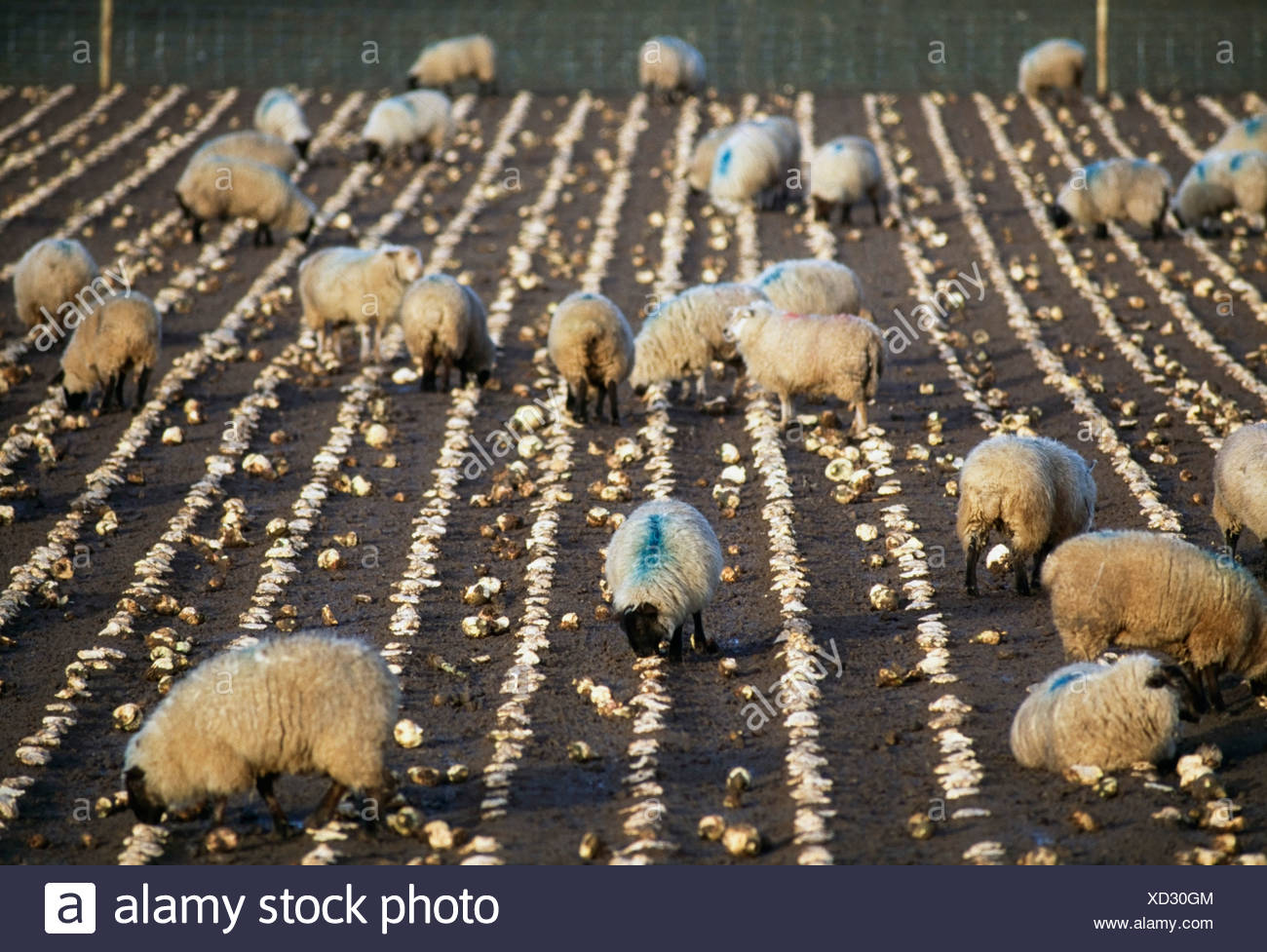 Sheep Feeding On Turnips High Resolution Stock Photography and Images