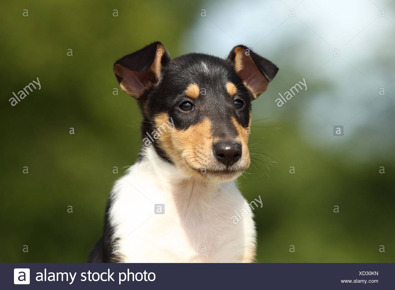 Shorthaired Collie Puppy Stock Photo 283422825 Alamy