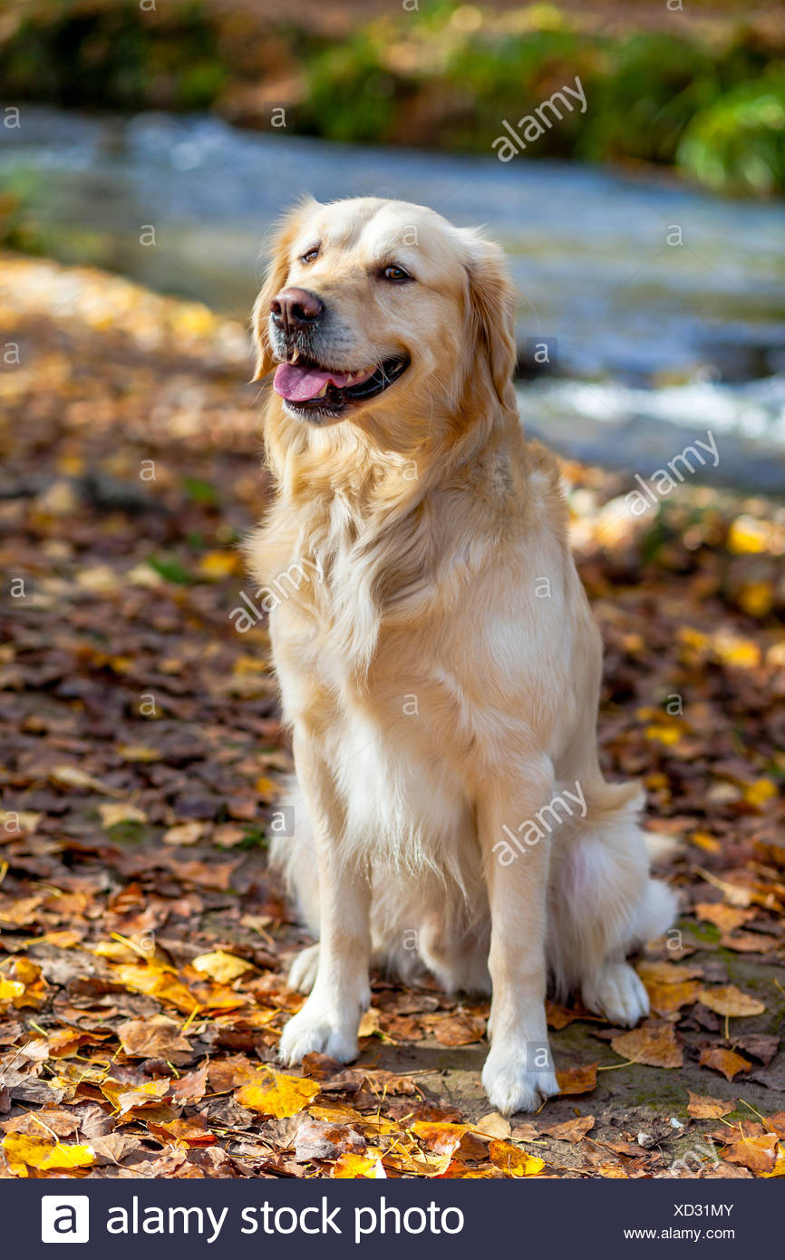 Dog Ear Stock Photos & Dog Ear Stock Images - Alamy