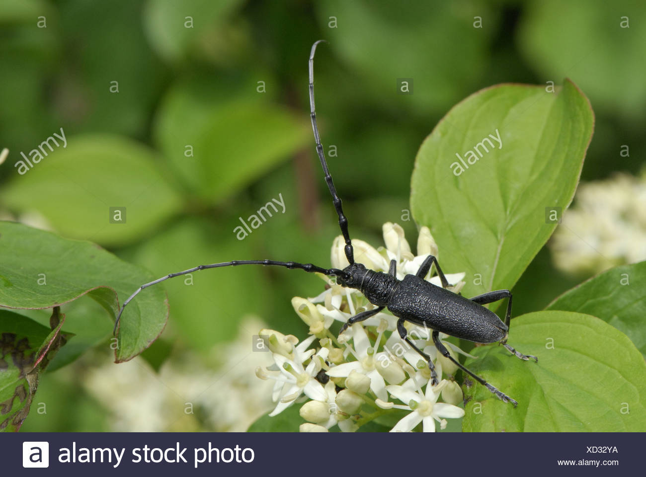 How to Care for Your Beetle Pet Beetles in Japan