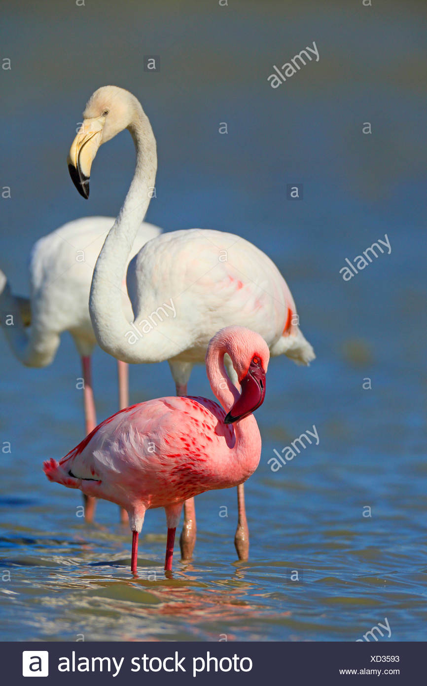 Lesser flamingo (Phoeniconaias minor, Phoenicopterus minor), standing in the shallow water together with a greater flamingo, France, Camargue Stock Photo
