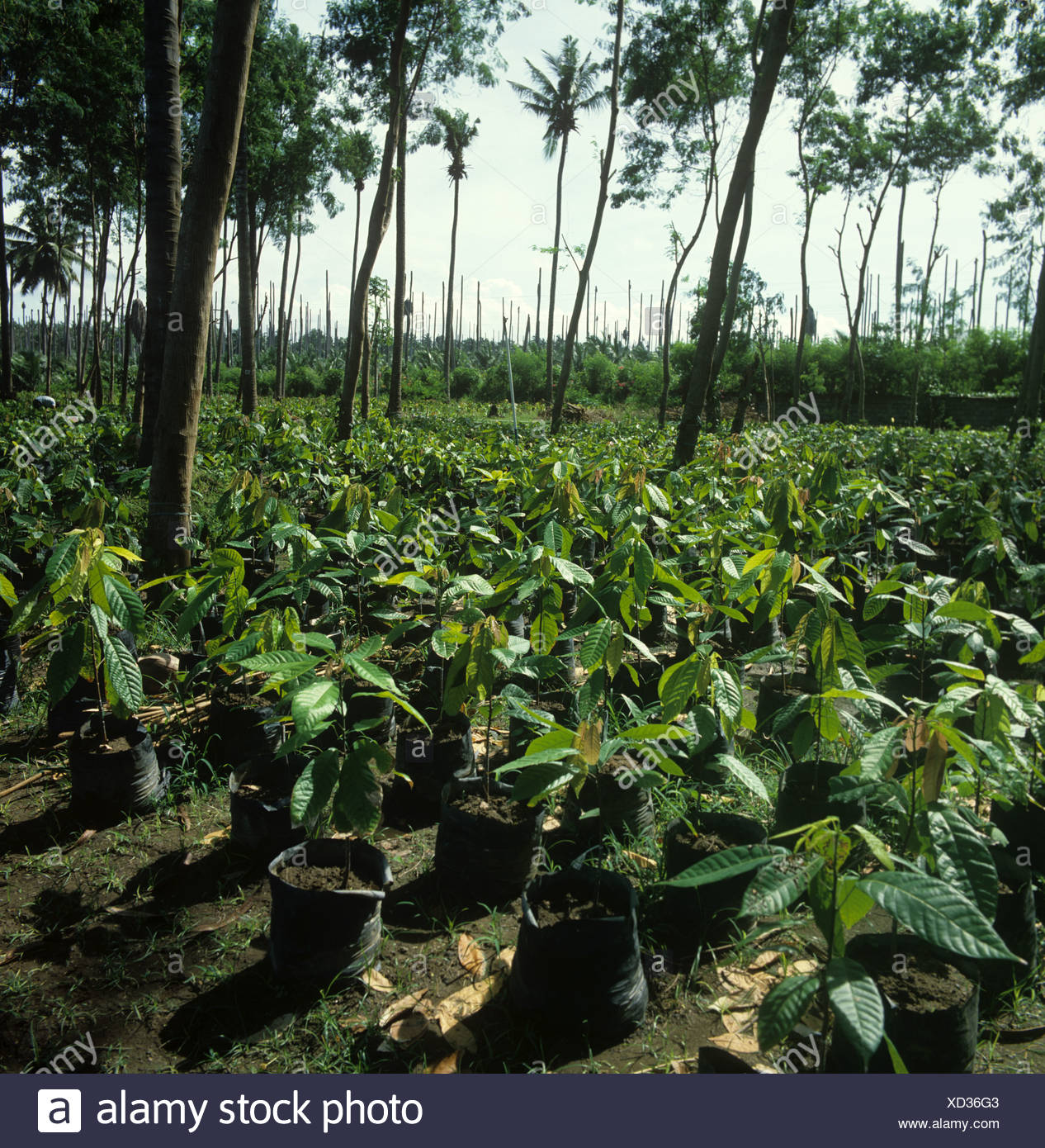 Cocoa Plant Stock Photos & Cocoa Plant Stock Images - Alamy