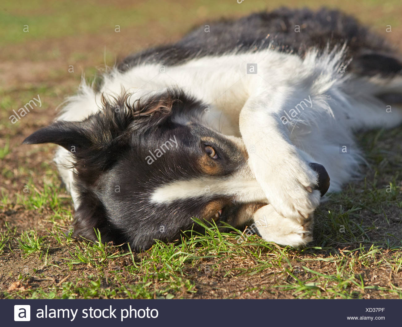 border collie muzzle