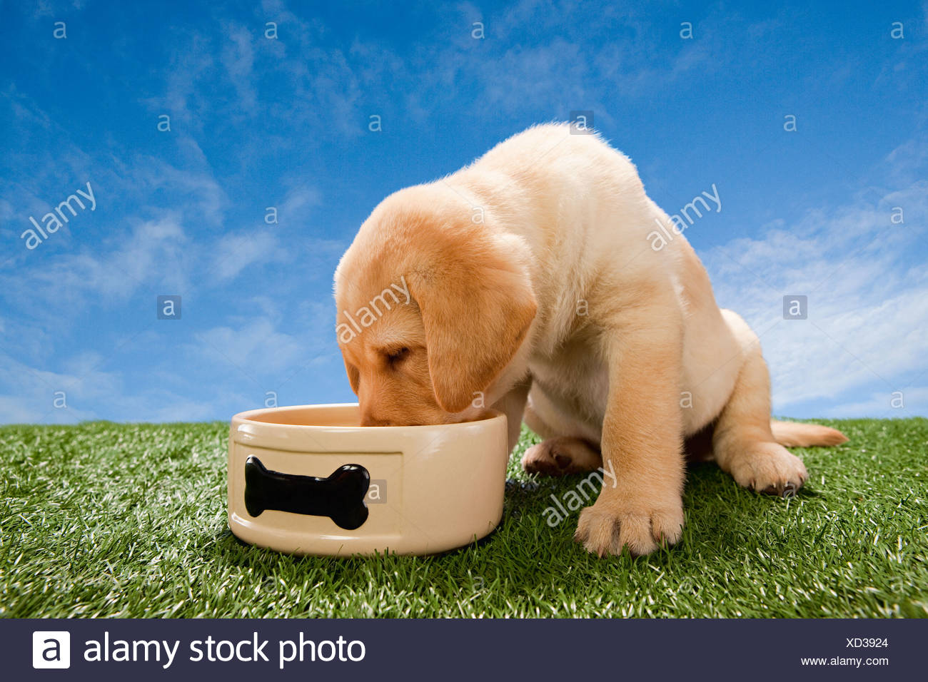 Eating Pet Dog Bowl Stock Photos & Eating Pet Dog Bowl Stock Images Alamy