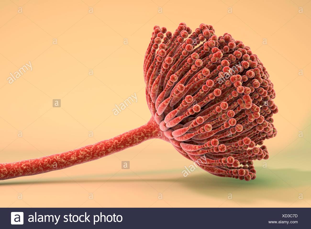 Fungal Ear Diseases High Resolution Stock Photography and Images Alamy