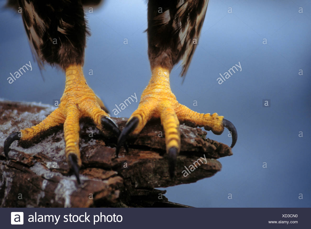 Eagle Talons High Resolution Stock Photography and Images Alamy