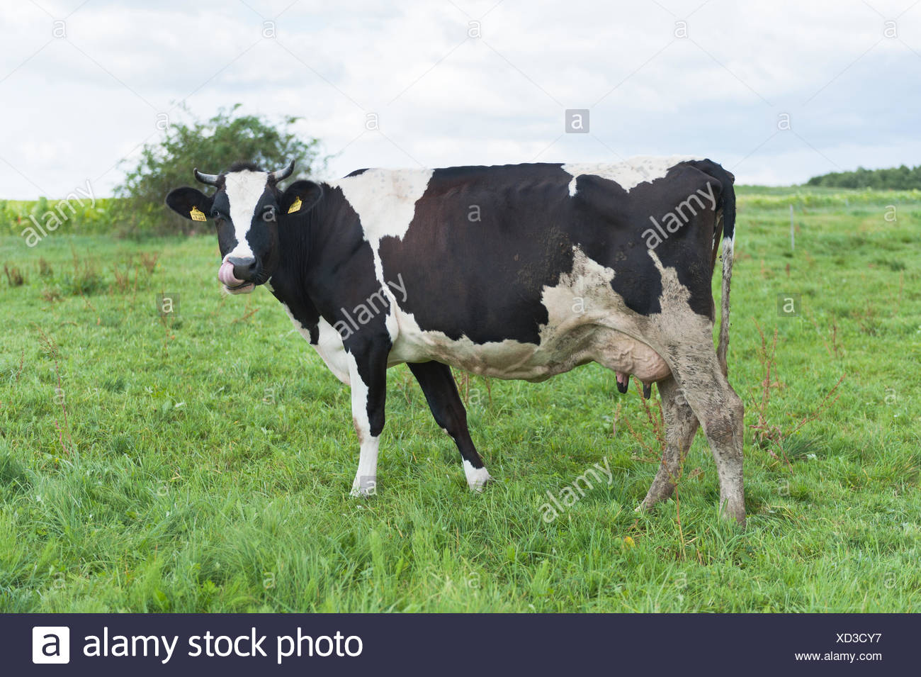 German Black Pied Cattle High Resolution Stock Photography And Images 